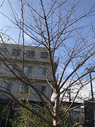 さくら1.jpg