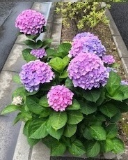 紫陽花2.jpg
