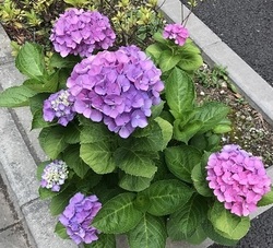紫陽花2017@.jpg