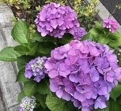 紫陽花2017A.jpg