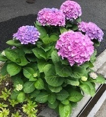 紫陽花1.jpg