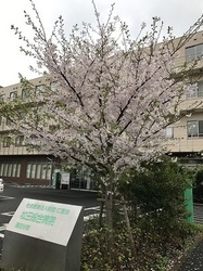 蒲田分院さくら3 .jpg