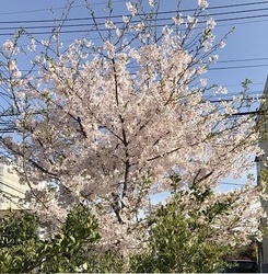 蒲田分院さくら4.jpg
