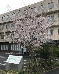 蒲田分院さくら1.jpg
